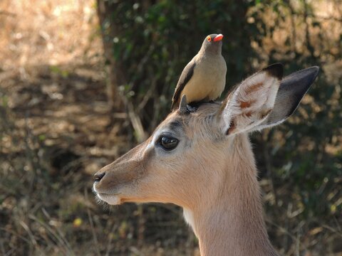 Red Billed Oxpecker On Impala