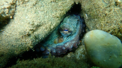 Common octopus (Octopus vulgaris) undersea, Aegean Sea, Greece, Halkidiki
