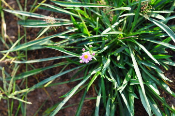 Marguerite on the grass