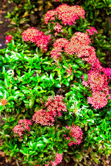 red needle flowers among green leaves. flower garden. 