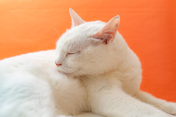 可愛い白猫　オレンジ色背景
