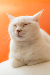 可愛い白猫　オレンジ色背景