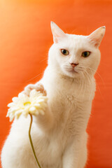 可愛い白猫　オレンジ色背景