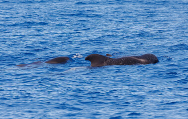 Fototapeta premium Pilot whales in Atlantic Ocean Spain