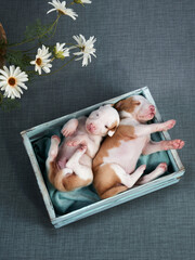 six Newborn puppies in a basket. dog Spanish greyhound. decoration, interior, flat lay 