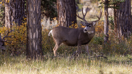 Naklejka na ściany i meble Buck Mule Deer in Autumn in Wyoming