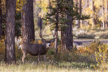 Buck Mule Deer in Autumn in Wyoming