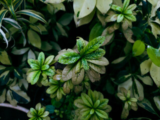 Green leaves in the garden background. Green leaves texture background, Natural background and wallpaper.