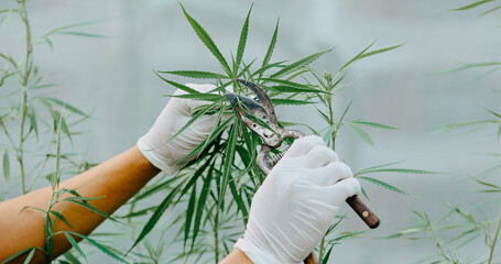 The expert scientist with gloves tree pruning cannabis plants in a greenhouse. Concept of herbal...
