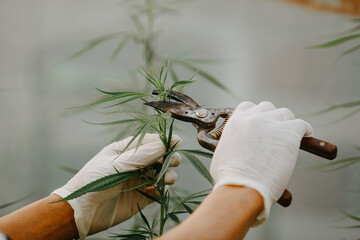 The expert scientist with gloves tree pruning cannabis plants in a greenhouse. Concept of herbal...