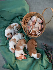 six Newborn puppies in a basket. dog Spanish greyhound. decoration, interior, flat lay 