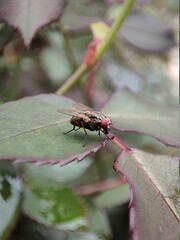 House Fly Resting on a Leaf