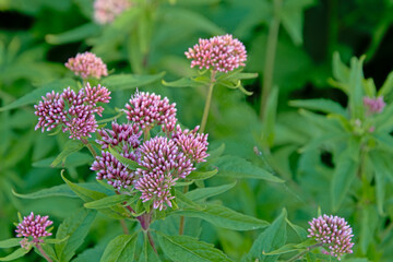 Holy rope boneset flowers on a green bokeh background -Eupatorium cannabinum 