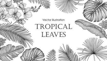 Vector graphic linear illustration banner template with tropical leaves and orchid flowers