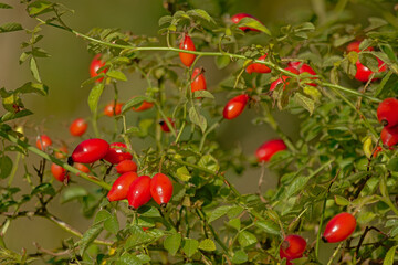 Close up of bright red rosehip fruits on green bokeh background