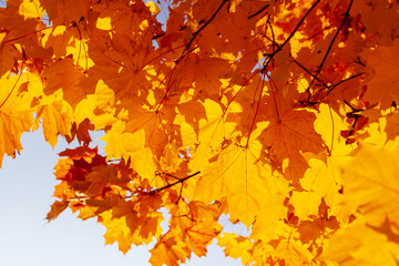 Fototapeta na wymiar Autumn maple leaves. Bright orange-yellow maple leaves changing color in autumn season, viewed from below with bright sunlight, against a blue sky.