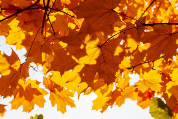 Yellow-orange maple leaves in the crown of a tree, view from below. Autumn maple leaves.