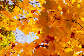 Autumn maple leaves.