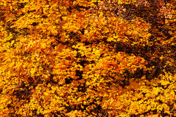 Autumn maple leaves. Autumn crown of maple, richly covered with yellow-orange foliage.