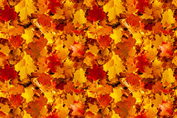 Naklejka na ściany i meble Autumn maple leaves. Seamless background of fallen autumn yellow-orange and red maple leaves.