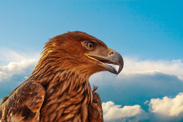 Steppe Golden Eagle. The head of a golden eagle against the blue sky and clouds.