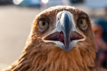 Steppe Golden Eagle. Head of an eagle golden eagle in full face close-up, selective focus.