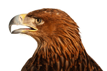 Steppe Golden Eagle. Golden eagle head isolated on white background. The head of an eagle golden eagle in profile close-up.