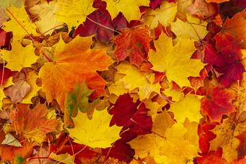 Naklejka na ściany i meble Autumn maple leaves. Background of red, yellow and orange autumn maple leaves.