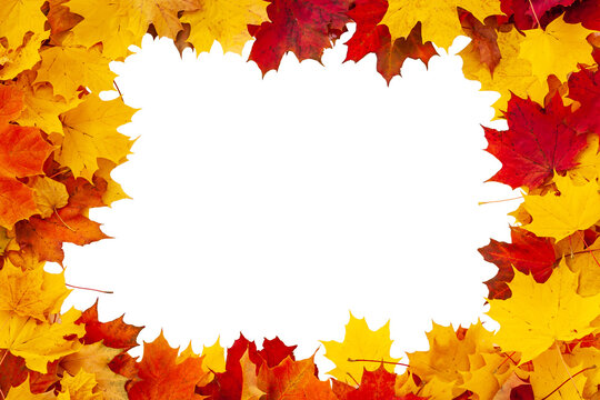 Autumn maple leaves. Cheerful frame of red, yellow and orange autumn maple leaves isolated on white.