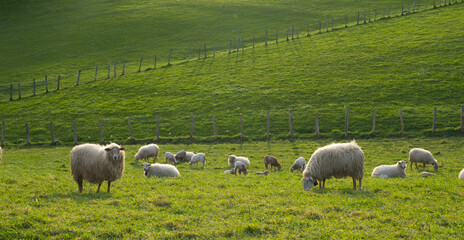 Fototapeta premium Sheep grazing in the green meadows of Euskadi
