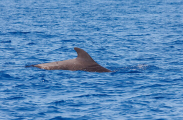 Pilot whales in Atlantic Ocean Spain