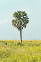 Palm tree