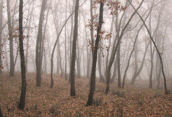 Tall trees in a foggy forest