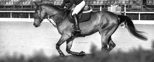 Fototapeta na wymiar Rider and horse in jumping show, black and white. Beautiful girl on horse, monochrome, equestrian sports. Horse and girl in uniform going to jump. Horizontal web header or banner design.