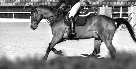 Rider and horse in jumping show, black and white. Beautiful girl on horse, monochrome, equestrian...