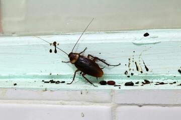 Cockroaches with eggs and feces Dirty and nasty, bringing germs into the house. - obrazy, fototapety, plakaty