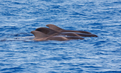 Obraz premium Pilot whales in Atlantic Ocean Spain