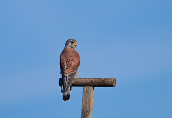 Der Turmfalke (Falco tinnunculus)