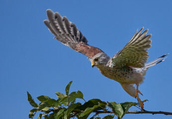 Fototapeta premium Der Turmfalke (Falco tinnunculus)