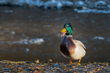 quacking duck on the river bank