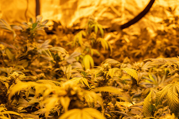 Indoor growing potted Marijuana with professional lights.