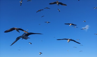 Seagulls flying on the wind and blue sky