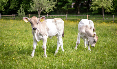 calfs on the field
