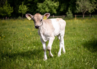 calf in a field