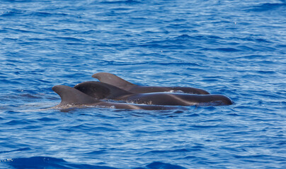 Naklejka premium Pilot whales in Atlantic Ocean Spain