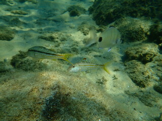 Fototapeta premium Striped red mullet or surmullet (Mullus surmuletus) undersea, Aegean Sea, Greece, Halkidiki 
