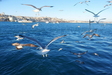 Seagulls outdoor sea fly freedom, flying on the wind