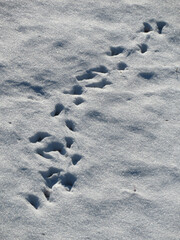 footprints in snow