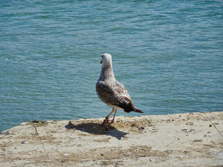 Eine Möwe schaut aufs Meer in Cadiz