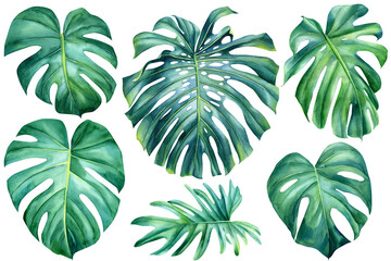 Fototapeta Palm leaves on isolated white, watercolor drawing, botanical painting, summer flora, Set tropical plants obraz